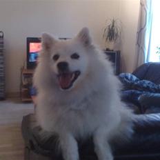 Japansk spids Tanilla