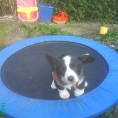 Welsh corgi cardigan Alma