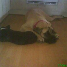 Welsh corgi cardigan Alma