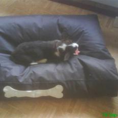 Welsh corgi cardigan Alma