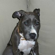 Amerikansk staffordshire terrier minna