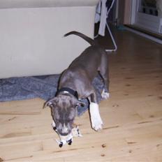 Amerikansk staffordshire terrier minna