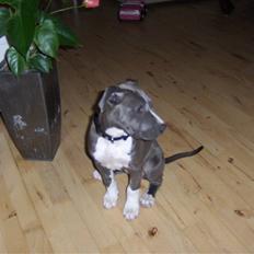 Amerikansk staffordshire terrier minna