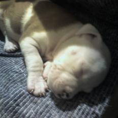 Amerikansk staffordshire terrier Kila