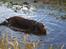 Labrador retriever Boxi - En rigtig vand hund