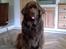 Newfoundlænder *Beauty* (Newetta's) R.I.P - 16/11-2012 - Åhr, skal vi da ikke snart spise, kan i ikke se at jeg ser sulten ud :P