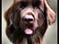 Newfoundlænder *Beauty* (Newetta's) R.I.P - 16/11-2012