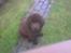 Newfoundlænder *Beauty* (Newetta's) R.I.P - 16/11-2012 - Den aller første dag vi havde hende