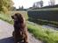 Newfoundlænder *Beauty* (Newetta's) R.I.P - 16/11-2012
