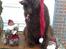 Newfoundlænder *Beauty* (Newetta's) R.I.P - 16/11-2012 - Beauty der øver sig i julesalmerne :D (Dette billede har været i Se  og Hør)