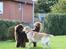Newfoundlænder *Beauty* (Newetta's) R.I.P - 16/11-2012 - et lille kys