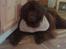 Newfoundlænder *Beauty* (Newetta's) R.I.P - 16/11-2012 - jeg hjælper med at lave mad, eller øhh det vil sige; jeg hjælper med at spise det der falder på gulvet
