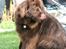 Newfoundlænder *Beauty* (Newetta's) R.I.P - 16/11-2012 - Jeg slikker lige noget af savlet af, efter jeg har leget med Leo