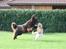 Newfoundlænder *Beauty* (Newetta's) R.I.P - 16/11-2012 - se mor, jeg kan flyve ! :)