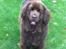 Newfoundlænder *Beauty* (Newetta's) R.I.P - 16/11-2012