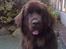 Newfoundlænder *Beauty* (Newetta's) R.I.P - 16/11-2012 - Næsen helt op i kameraet