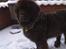 Newfoundlænder *Beauty* (Newetta's) R.I.P - 16/11-2012 - Godt med en bamsepels når det snevejr :P