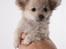 Chihuahua Louis  - vejer lidt over 800g nu...