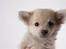 Chihuahua Louis  - handsome!