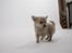 Chihuahua Louis  - i foto studiet