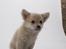 Chihuahua Louis  - lidt for meget nysgerrig :)
