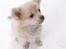 Chihuahua Louis  - stejrne potential