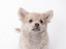 Chihuahua Louis  - Vil du på et playdate med mig?