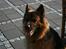 Schæferhund Thor R.I.P. - tager du et billede nu..ss