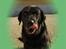 Labrador retriever Balder*R.I.P*