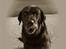 Labrador retriever Balder*R.I.P* - Smukke Balder