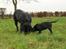 Labrador retriever Balder*R.I.P* - En lillebror til Balder