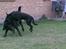 Labrador retriever Balder*R.I.P* - Balder og Jason der leger vildt