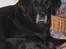 Labrador retriever Balder*R.I.P* - En lille lur