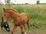 Labrador retriever Balder*R.I.P* - Leger med hestene
