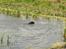 Labrador retriever Balder*R.I.P* - En rigtig vand hund