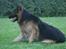Schæferhund Thor R.I.P. - hehe