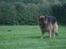Schæferhund Thor R.I.P. - leger lige med min kæp