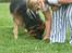 Schæferhund Thor R.I.P. - hyggeligt og lege der kommer flere billeder sener idag.. 