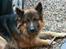 Schæferhund Thor R.I.P. - sagde i  noget