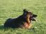 Schæferhund Thor R.I.P. - nyder lige solen