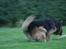 Schæferhund Thor R.I.P. - hård bremsning..hehe