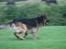 Schæferhund Thor R.I.P. - løber efter en kæp