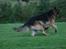 Schæferhund Thor R.I.P. - fuld fart