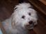 Bichon havanais Bazoo - Hej Mor !!!!!!!!!