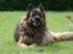 Schæferhund Thor R.I.P. - hæ hæ, får lige et smil