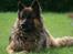 Schæferhund Thor R.I.P. - er jeg ikke smuk