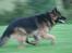 Schæferhund Thor R.I.P. - fuld fart igen