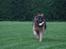 Schæferhund Thor R.I.P. - kommer med den nu... hehe