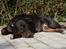 Blanding af racer Bella R.I.P. - smukke mig