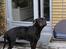 Blanding af racer Bella R.I.P.